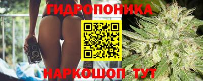 гашик Кингисепп
